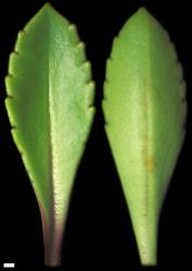 Veronica macrantha var. macrantha. Leaf surfaces, adaxial (left and abaxial (right), of a southern plant. Scale = 1 mm.
 Image: W.M. Malcolm © Te Papa CC-BY-NC 3.0 NZ